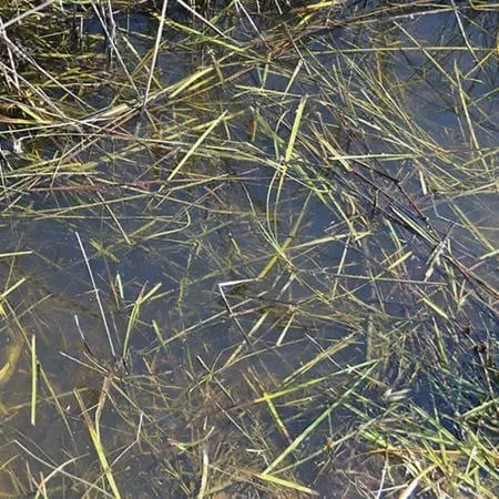 AK Interactive: Dioramas - Still 
Water 250ml